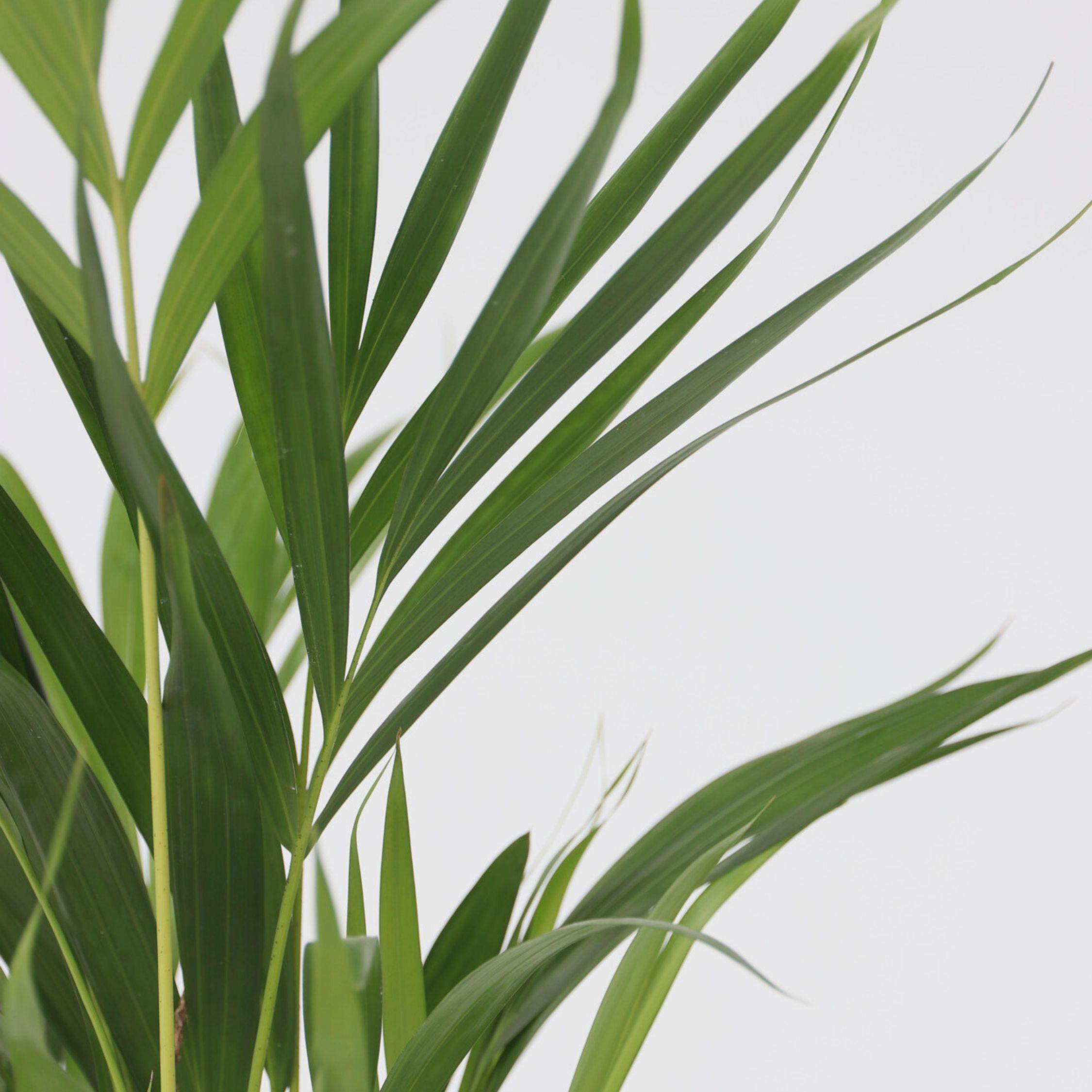 Mélange de plantes vertes d'intérieur - Set de 3 - Hauteur 50-70cm - ⌀17cm - Image 3
