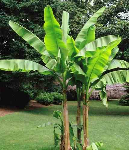 Sans Marque - Phoenix canariensis (dattier des canaris) Taille:Pot de 50L - 150/175cm - Imagen 3