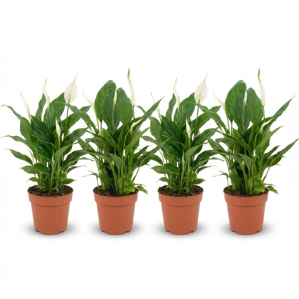 Fleur de lune - Spathiphyllum - lot de 4 - Ø12cm - ↕40cm - Plantes d’intérieur - Image 1
