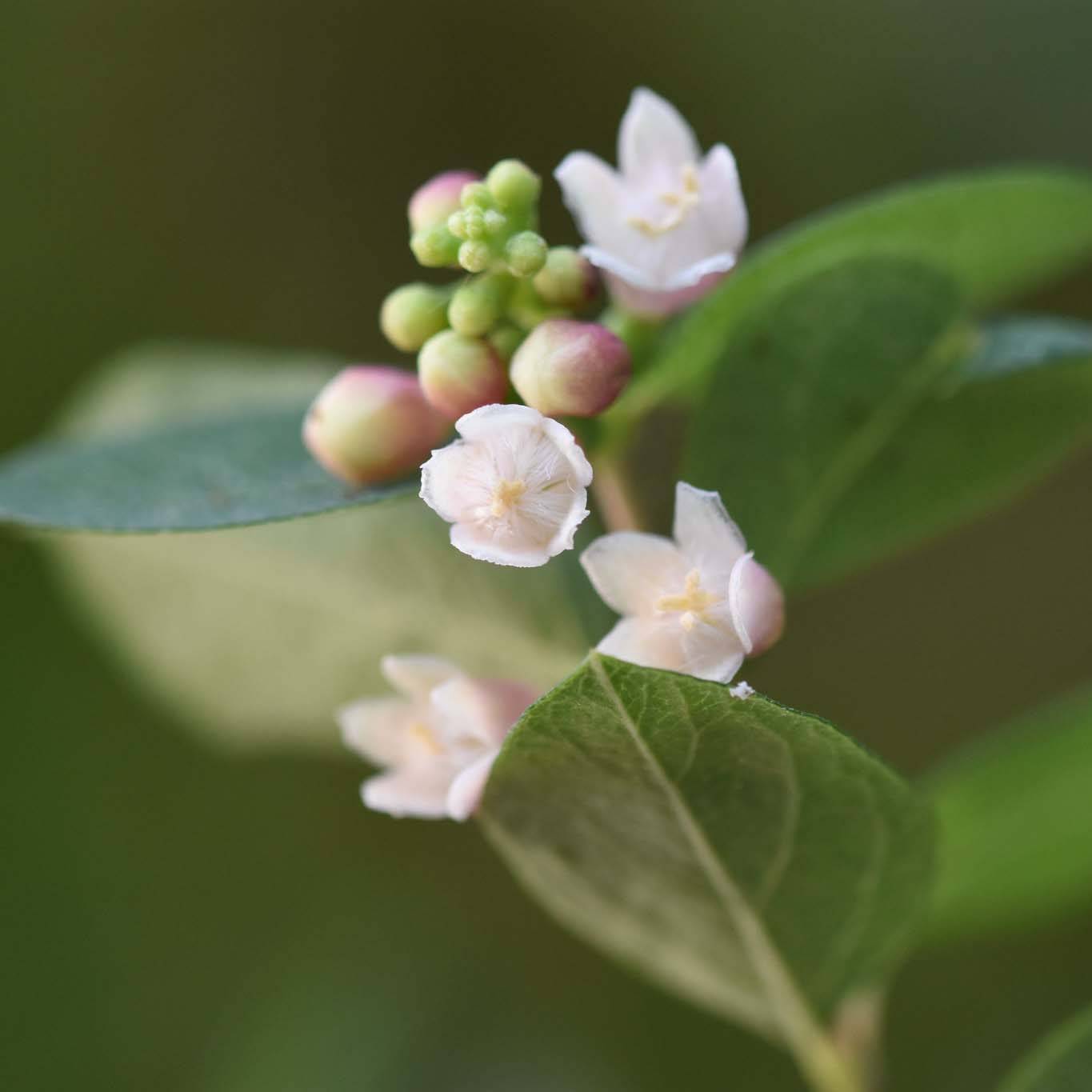 Promesse de Fleurs - Symphorine - Symphoricarpos x doorenbosii Magical Sweet Pot de 4L/5L