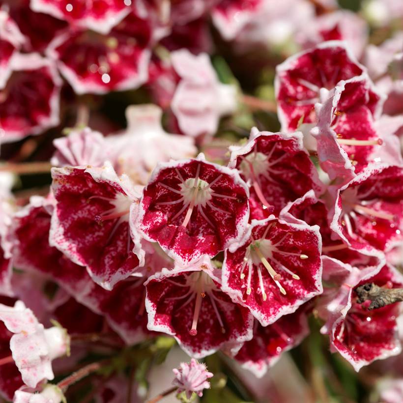 Promesse de Fleurs - Kalmia latifolia Pinwheel - Laurier des montagnes  Pot de 3L/4L - Image 1