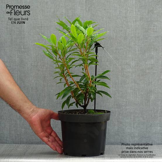 Promesse de Fleurs - Kalmia latifolia Pinwheel - Laurier des montagnes Pot de 3L/4L - Image 2