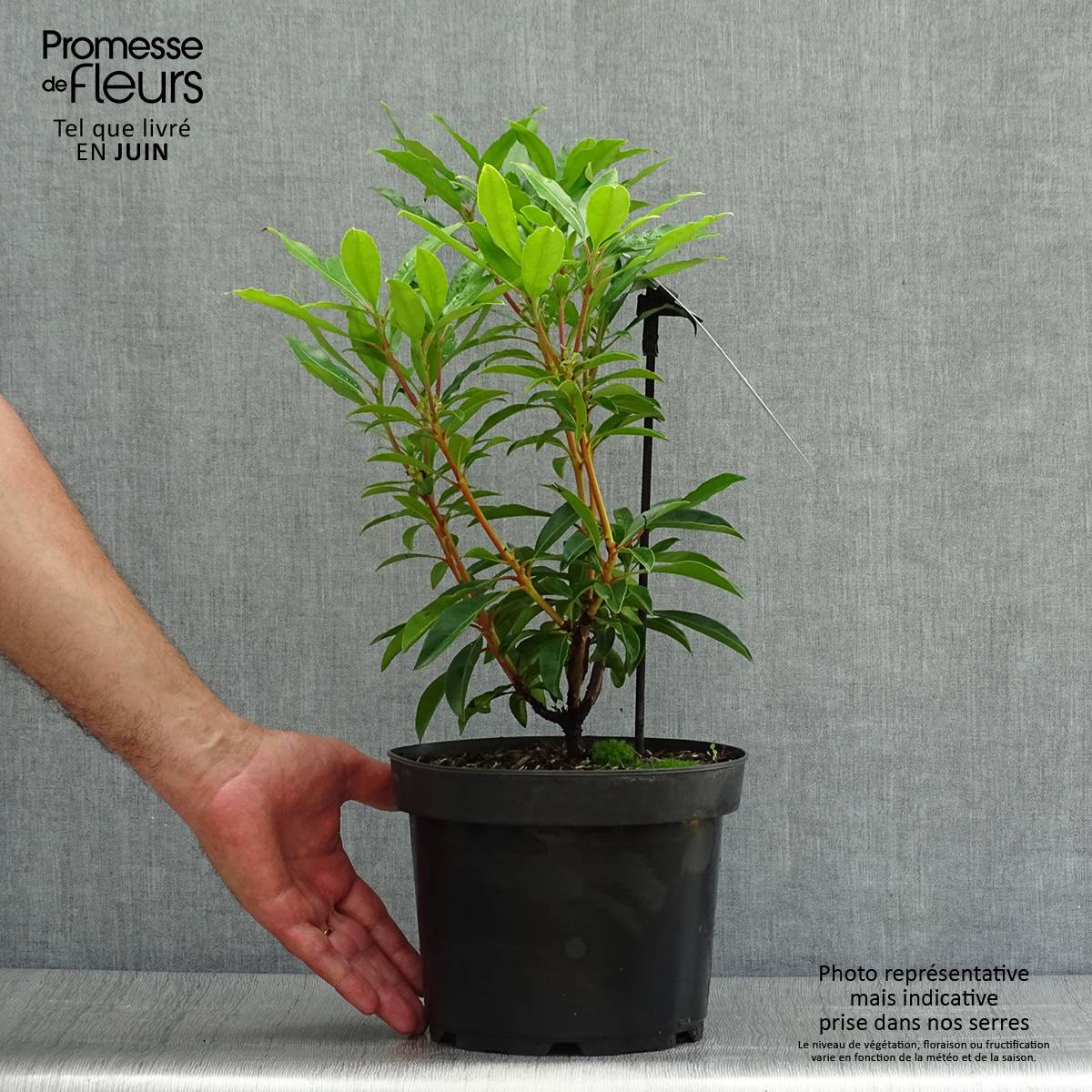 Promesse de Fleurs - Kalmia latifolia Pinwheel - Laurier des montagnes  Pot de 3L/4L - Image 2