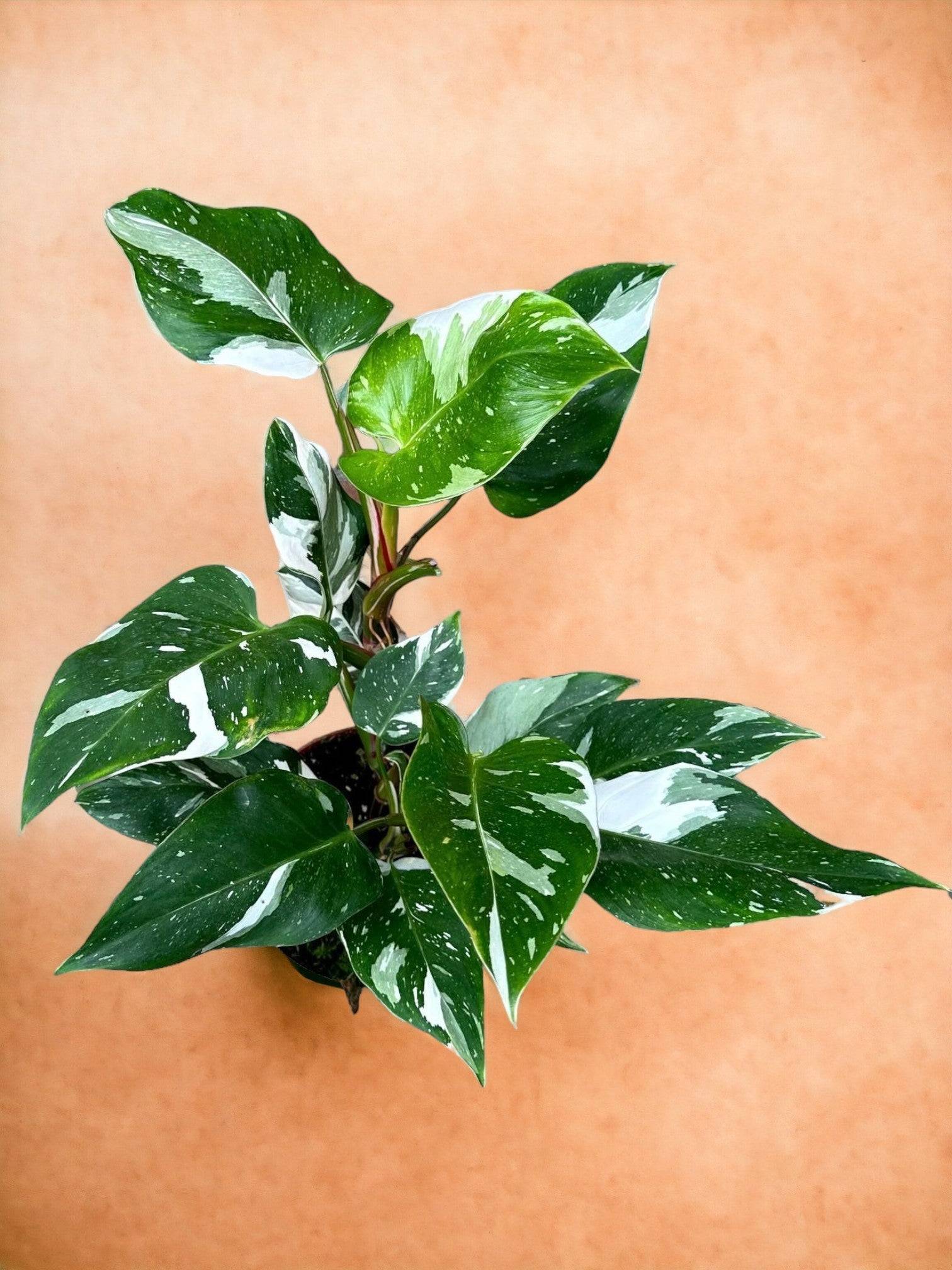 Philodendron White Princess- La Green Touch