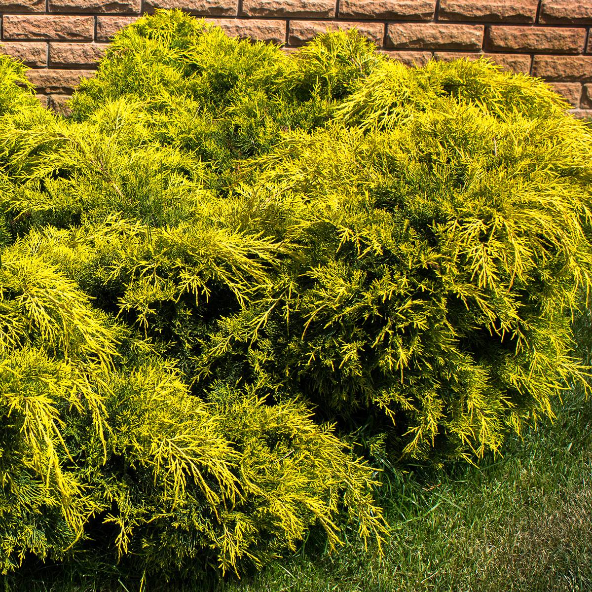 Genévrier - Juniperus pfitzeriana King Of Spring Pot de 2L/3L - Image 1
