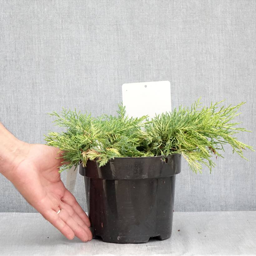 Genévrier - Juniperus pfitzeriana King Of Spring Pot de 2L/3L - Image 2