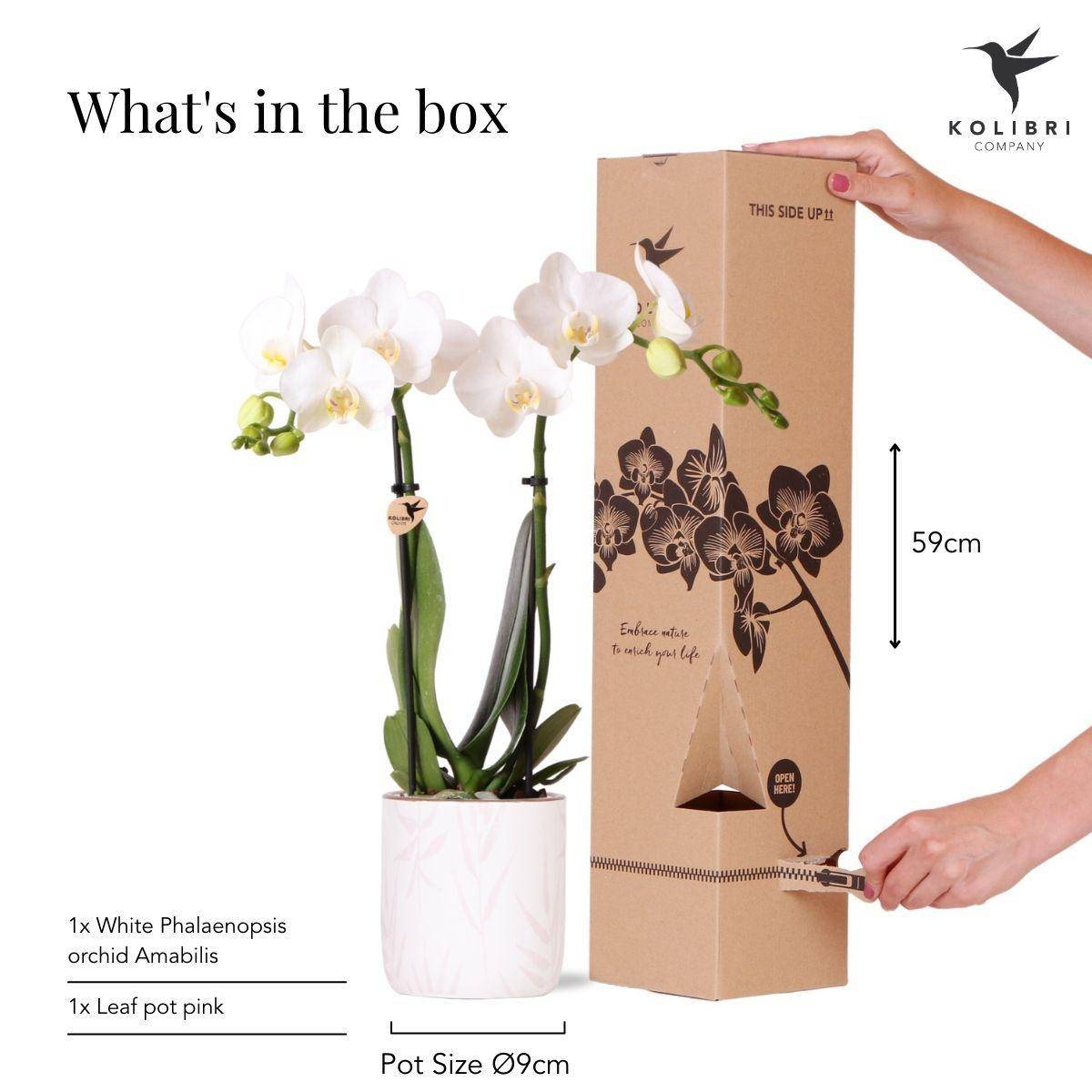 La Green Touch - Orchidée Amabilis Blanche et son pot- La Green Touch Rose - Hauteur 35cm - Imagen 3