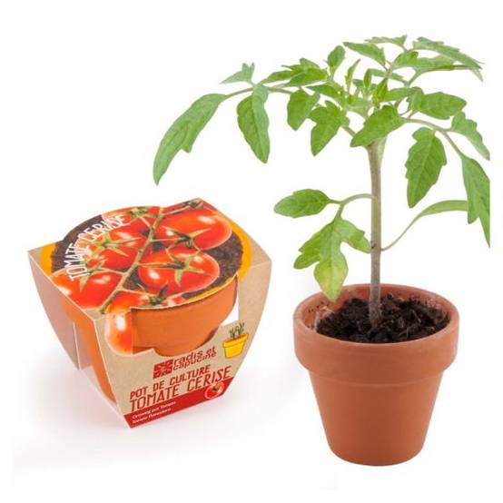 Radis et Capucine - Radis et Capucine - Mini kit de culture - Tomate Cerise bio - 6cm - Image 2