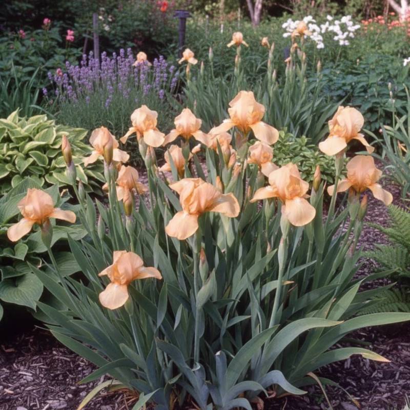 Iris nain lilliput Pink Cushion à fleurs Orange/ - feuillage Caduc - Godet - 5/20 cm - Imagen 1