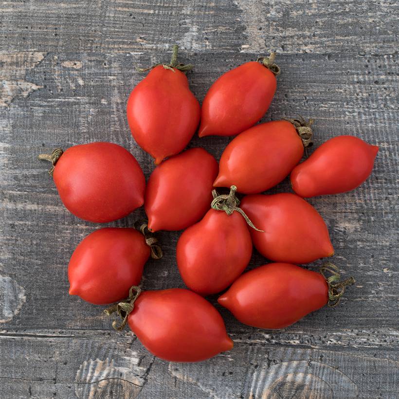 Tomate cocktail Prince Borghese BIO le sachet de 50 graines environ (0,2g)