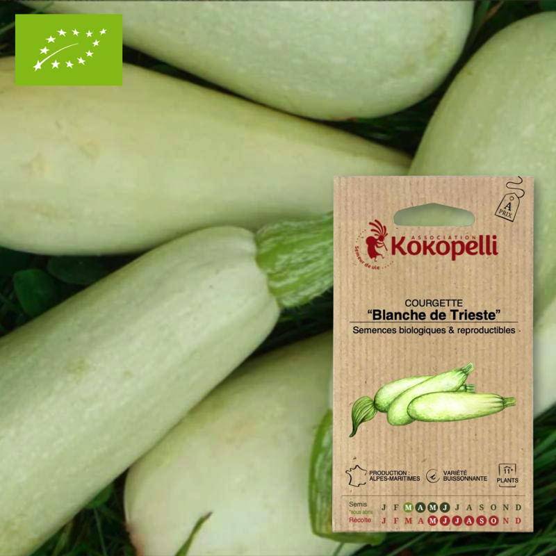 Courgette De Trieste- Graines bio à semer - Imagen 1