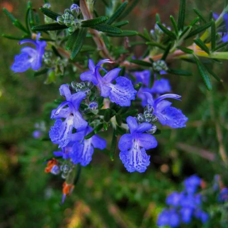 Romarin Commun de Corse (Rosmarinus Officinalis 'Corsican Blue') - Godet - Taille 13/25cm - Pépinières Naudet - Image 1