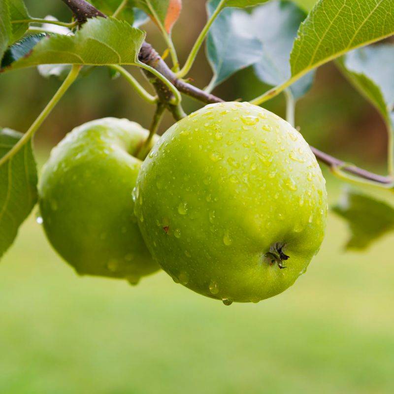Pommier 'Granny Smith' (Malus domestica 'Granny Smith') - Scion de 100cm - Pépinières Naudet - Image 1