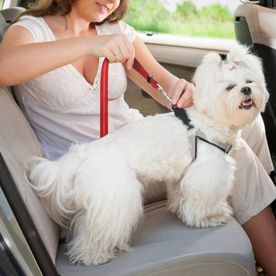 Ceinture Sécurité Chien Voiture Harnais Réglable Absorbeur Chocs - Harnais Universel Voyage Auto