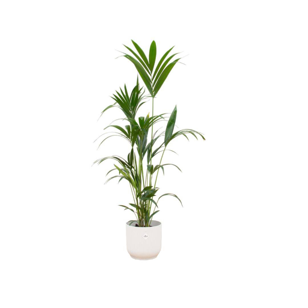 La Green Touch - Combi Deal - D30 H160cm