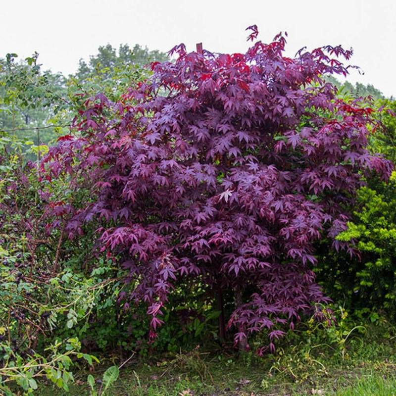Érable du Japon Bloodgood, Acer palmatum - Pot de 4L - 60/100 cm - Imagen 1