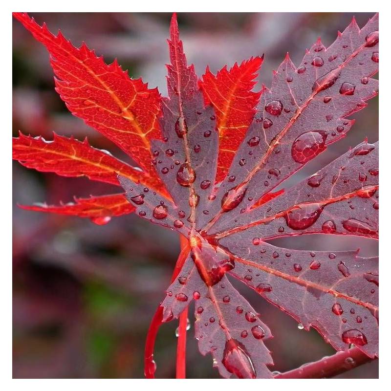 Érable du Japon Bloodgood, Acer palmatum - Pot de 4L - 60/100 cm - Imagen 2