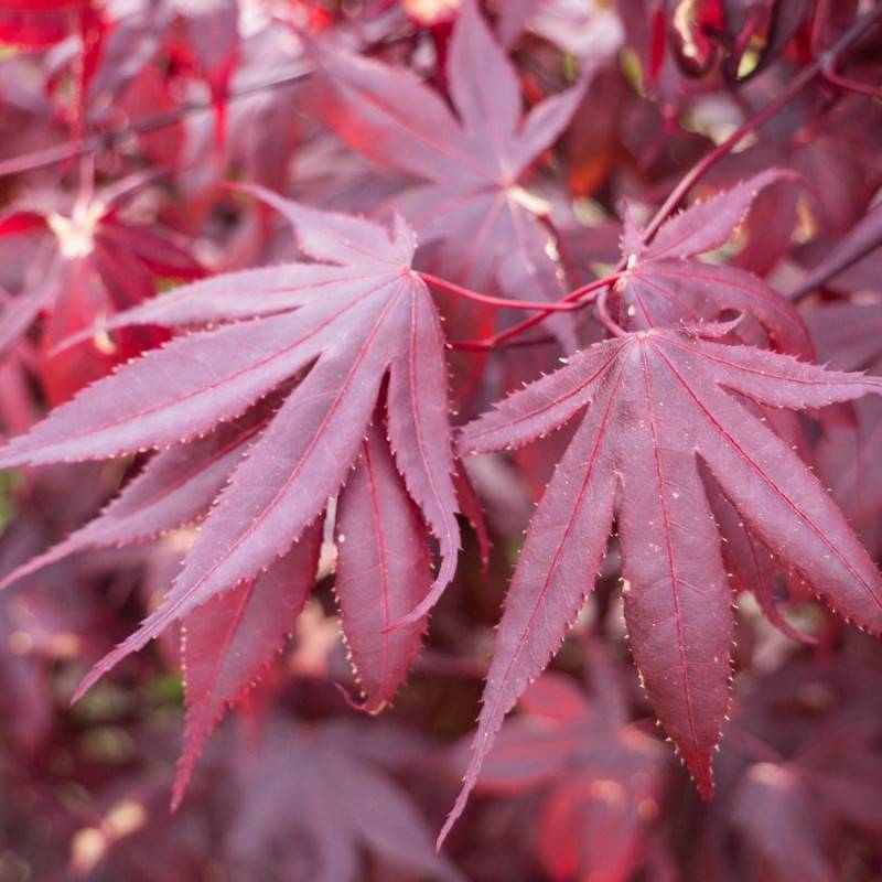 Érable du Japon Bloodgood, Acer palmatum - Pot de 4L - 60/100 cm - Imagen 6