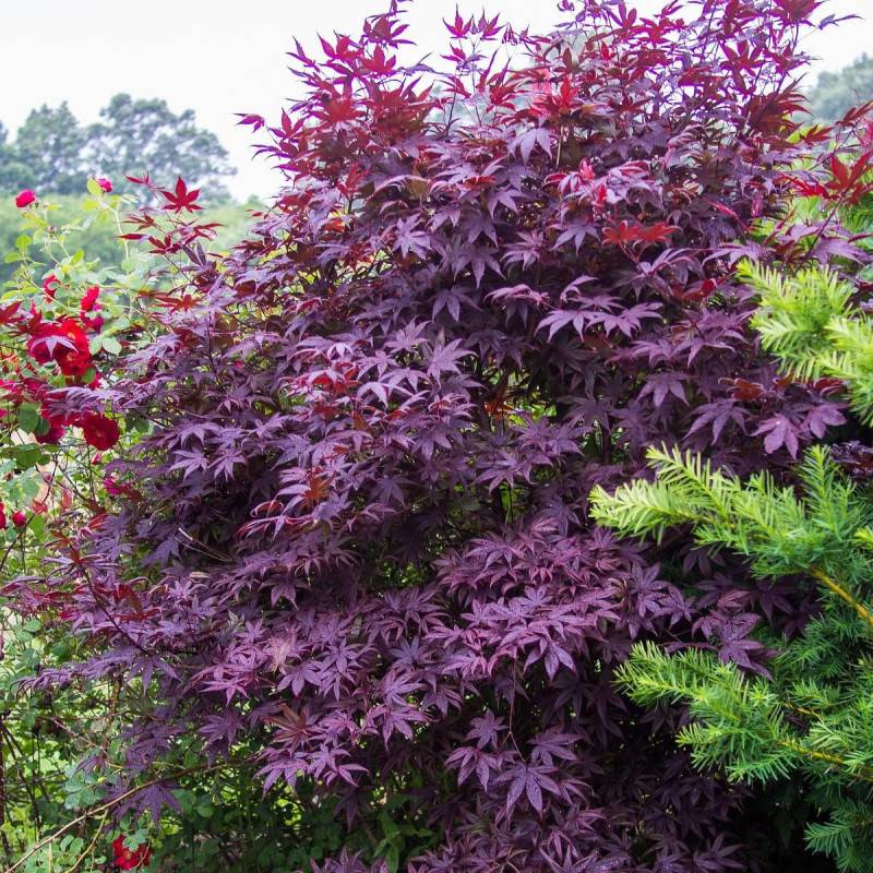 Érable du Japon Bloodgood, Acer palmatum - Pot de 4L - 60/100 cm - Imagen 3