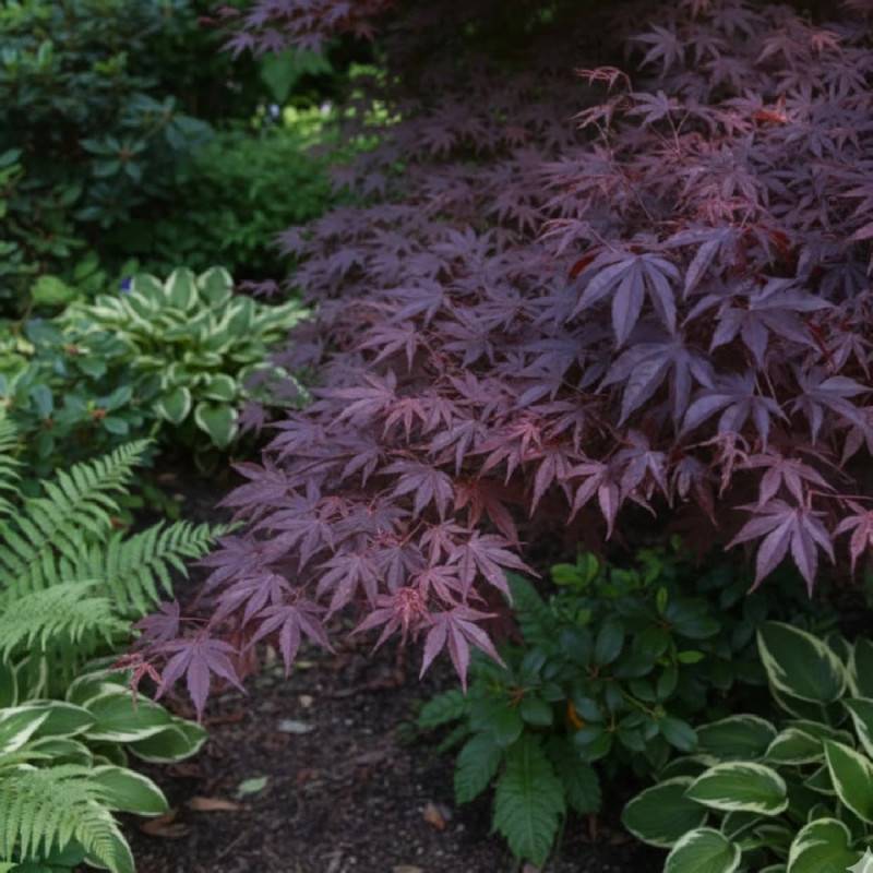 Érable du Japon Bloodgood, Acer palmatum - Pot de 4L - 60/100 cm - Imagen 8