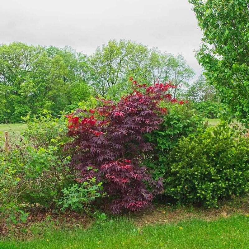 Érable du Japon Bloodgood, Acer palmatum - Pot de 4L - 60/100 cm - Imagen 4
