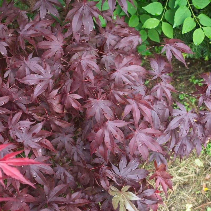 Érable du Japon Bloodgood, Acer palmatum - Pot de 4L - 60/100 cm - Imagen 5