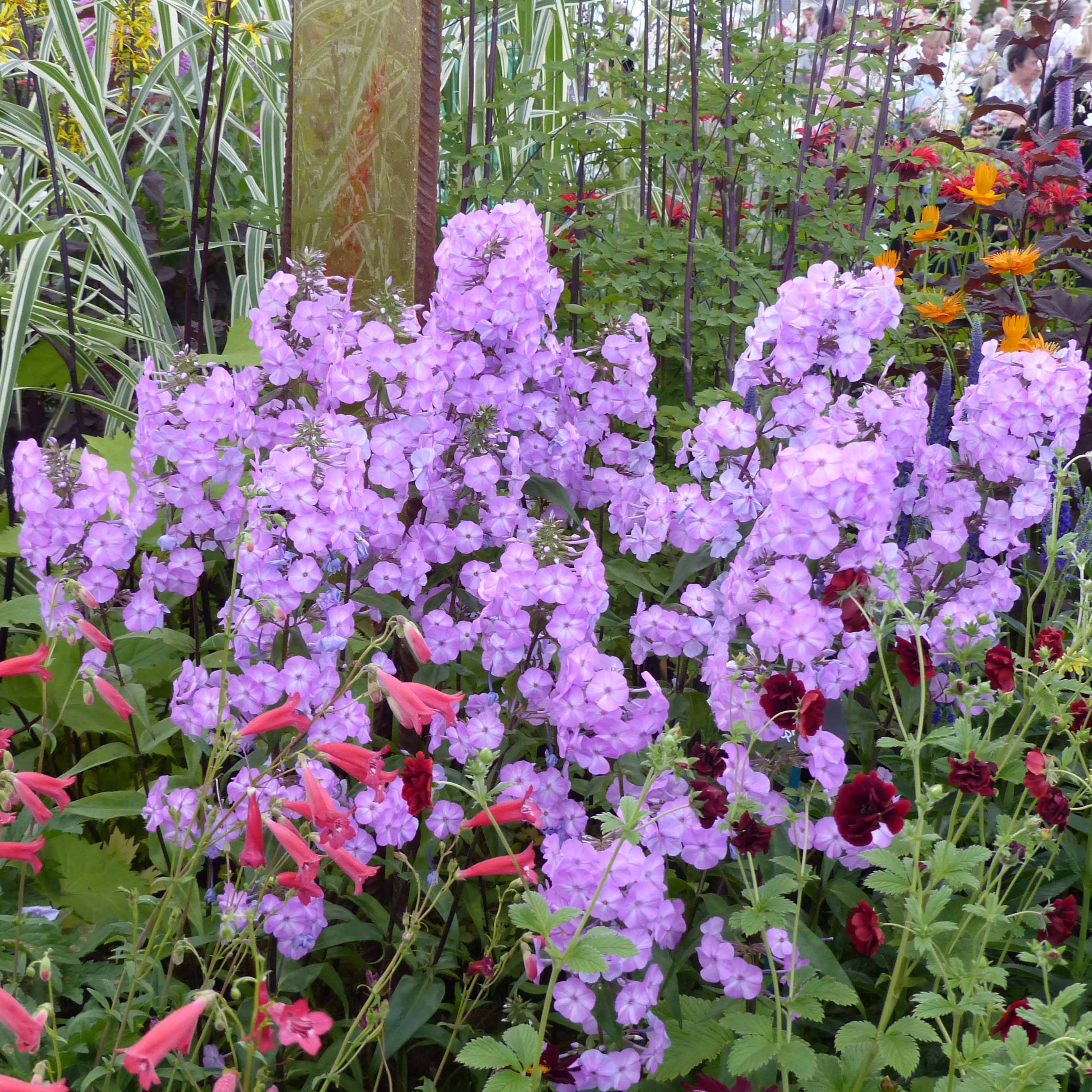 Phlox maculata Alpha Godet de 8/9 cm