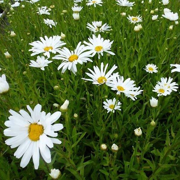 Leucanthemum Polaris - Marguerite d'été Godet de 8/9 cm