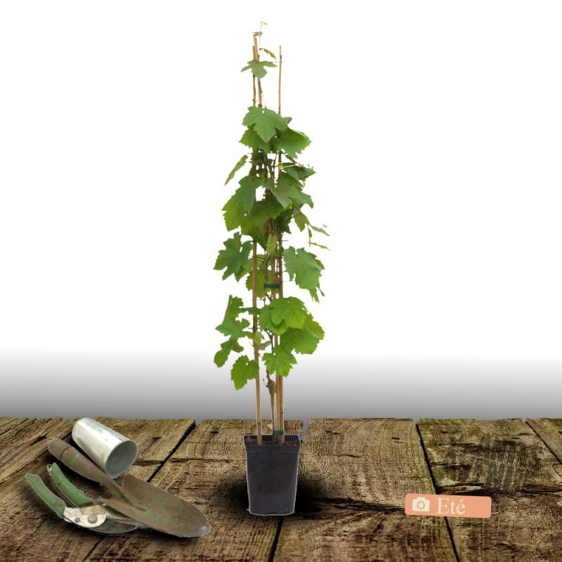 Vigne Exalta, Vigne de table - Pot de 3L - Echelle bambou 60/120 cm - Imagen 3