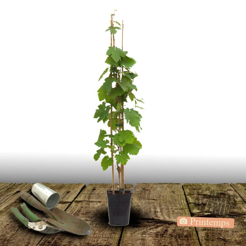 Vigne Exalta, Vigne de table - Pot de 3L - Echelle bambou 60/120 cm - Image 4