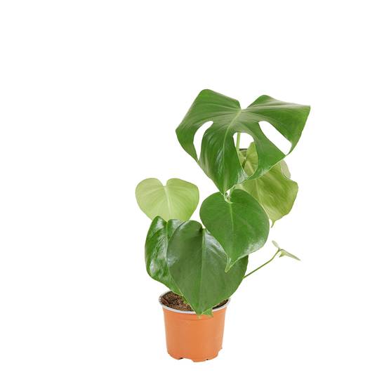Monstera Deliciosa - Plante-gruyère- Plante d'intérieur - H. 30-40 cm - P. 12 cm - Image 1
