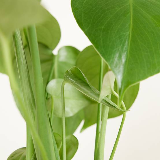 Monstera Deliciosa - Plante-gruyère- Plante d'intérieur - H. 30-40 cm - P. 12 cm - Image 5