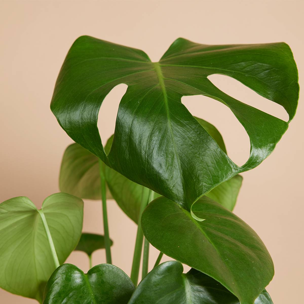 Monstera Deliciosa - Plante-gruyère- Plante d'intérieur - H. 30-40 cm - P. 12 cm - Image 3