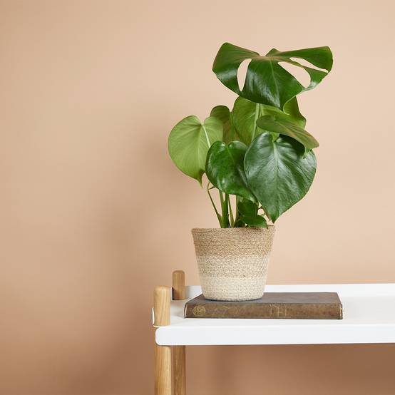 Monstera Deliciosa - Plante-gruyère- Plante d'intérieur - H. 30-40 cm - P. 12 cm - Image 2
