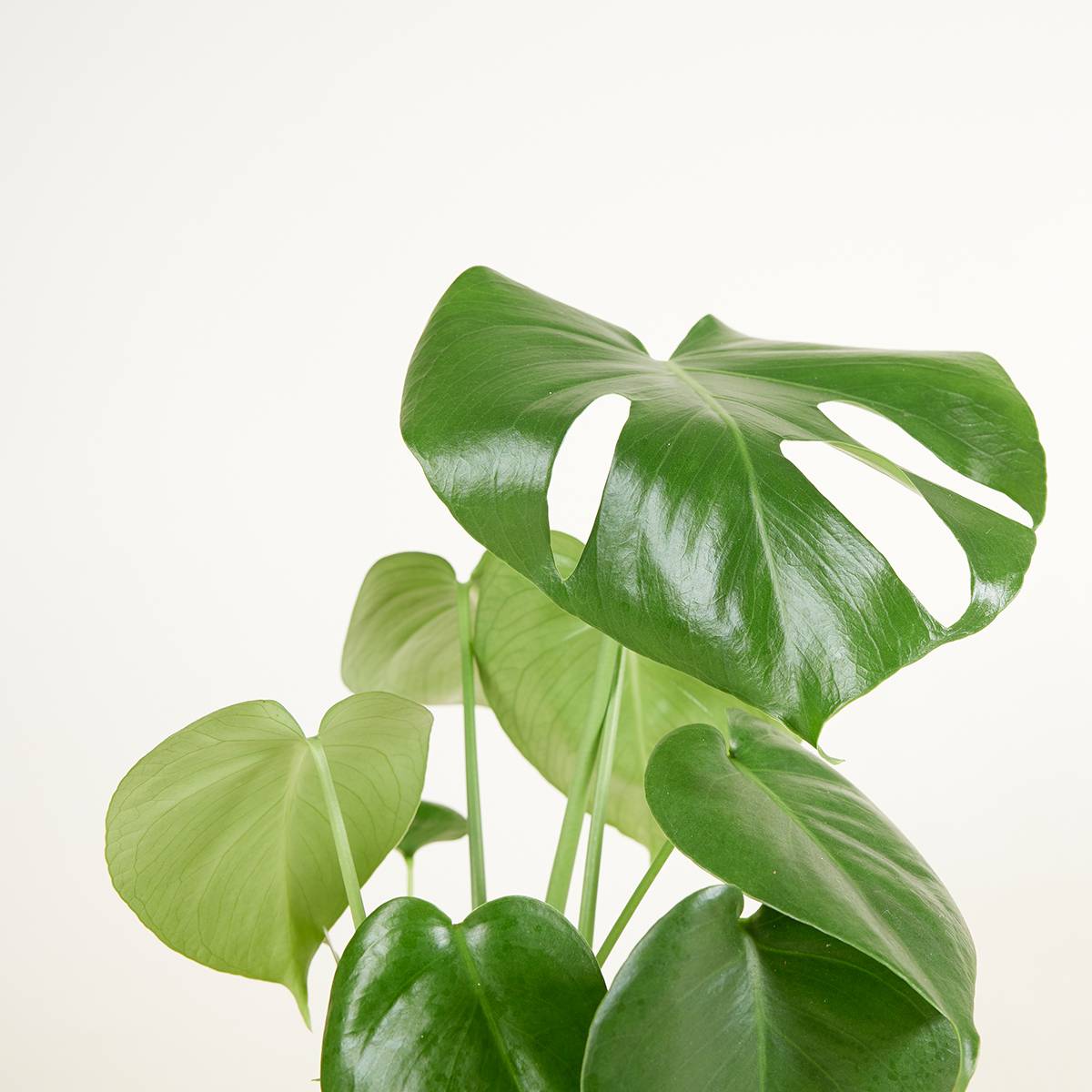Monstera Deliciosa - Plante-gruyère- Plante d'intérieur - H. 30-40 cm - P. 12 cm - Image 4