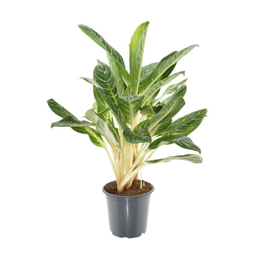 Aglaonema Keylime- La Green Touch - Imagen 2