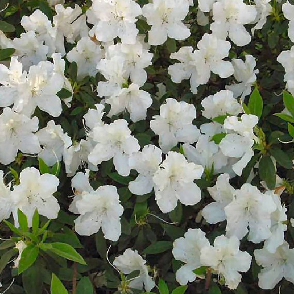 Gardenersdream - Azalée blanc (1 pièce) - plante arbuste rhododendron japonais - azalee du Japon persistante robuste - GardenersDream - Imagen 3