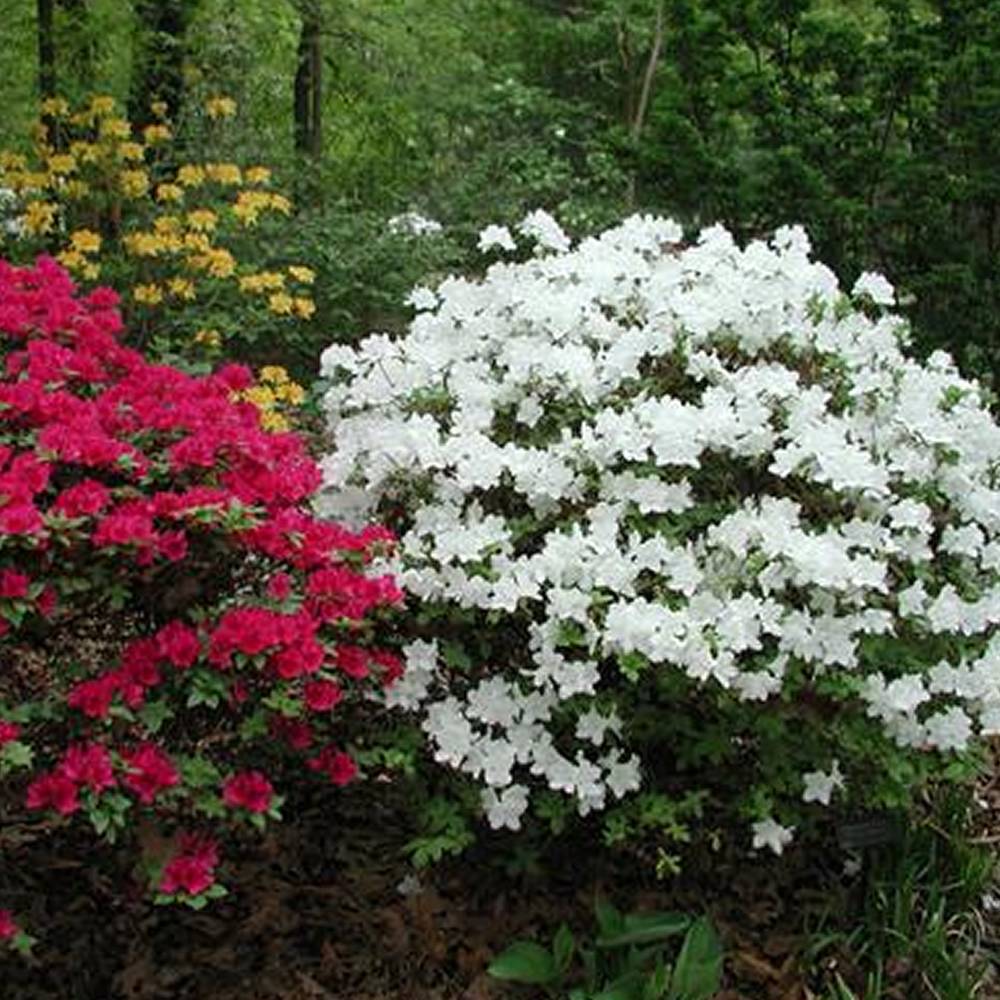 Gardenersdream - Azalée blanc (1 pièce) - plante arbuste rhododendron japonais - azalee du Japon persistante robuste - GardenersDream - Imagen 1
