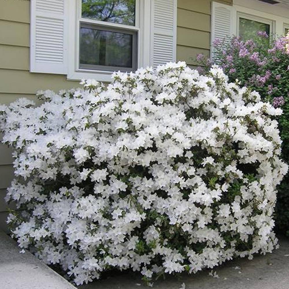 Gardenersdream - Azalée blanc (1 pièce) - plante arbuste rhododendron japonais - azalee du Japon persistante robuste - GardenersDream - Imagen 2