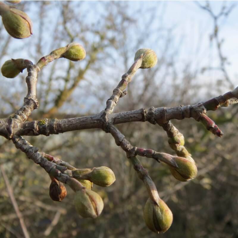 Cornouiller mâle (Cornus mas) - Godet - Taille 20/40cm - Pépinières Naudet - Imagen 3