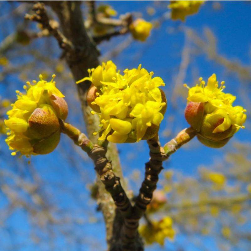 Cornouiller mâle (Cornus mas) - Godet - Taille 20/40cm - Pépinières Naudet - Imagen 1