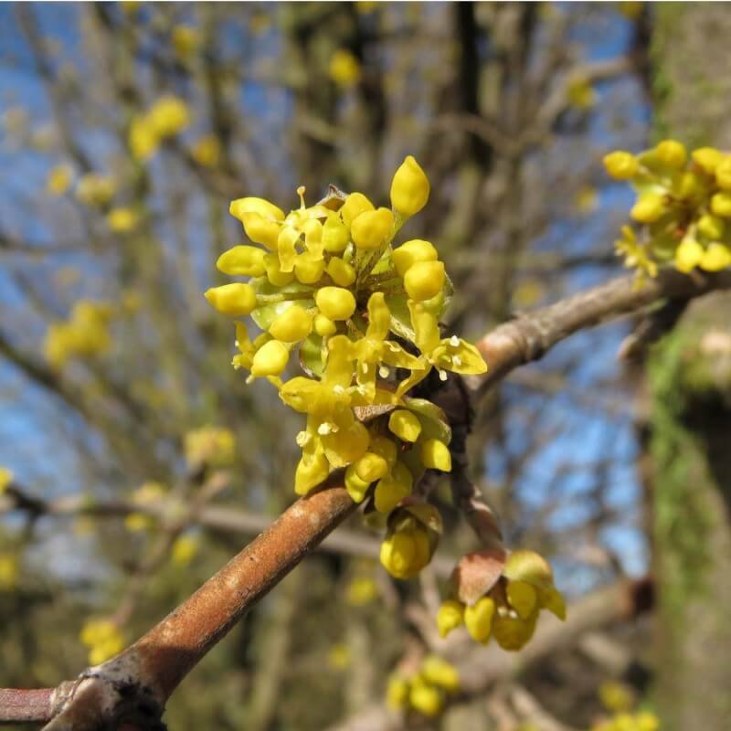 Cornouiller mâle (Cornus mas) - Godet - Taille 20/40cm - Pépinières Naudet - Imagen 2