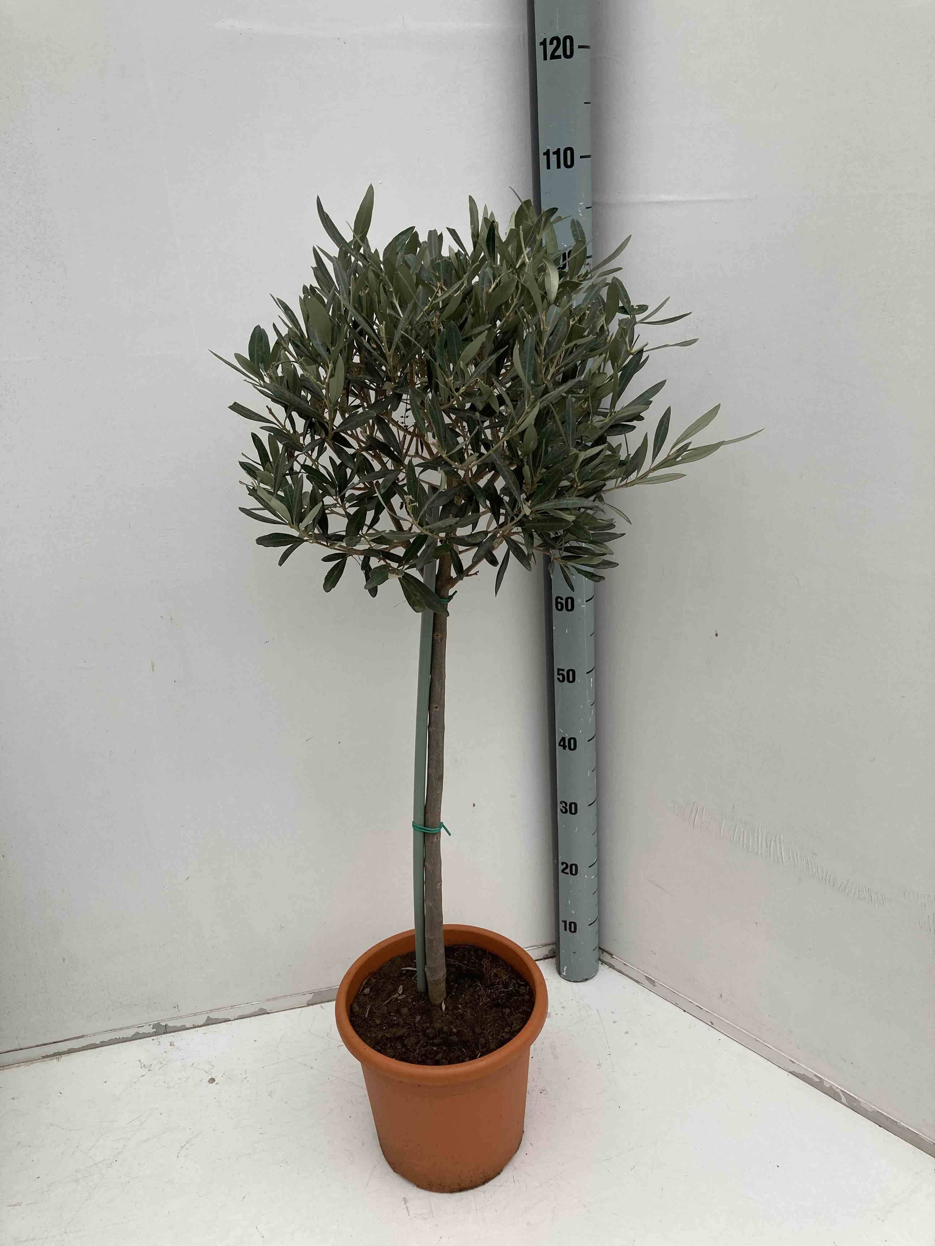 Sans Marque - Oléa europaea (Oliviers) Couleur floraison:Blanc - Taille:Pot de 5 litres - 100/120 cm - Image 2