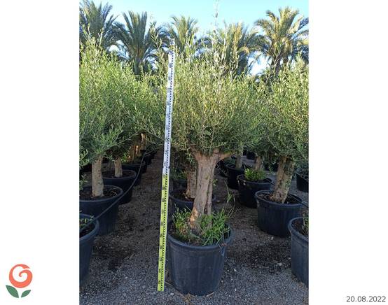 Sans Marque - Oléa europaea (Oliviers) Couleur floraison:Blanc - Taille:Pot de 5 litres - 100/120 cm - Image 9