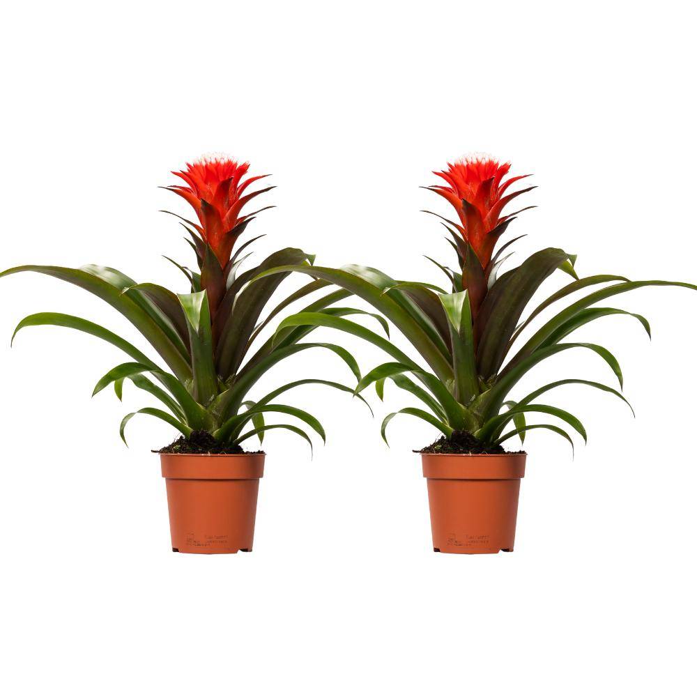 La Green Touch - Guzmania Hope - H40cm