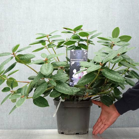 Rhododendron williamsianum Gartendirektor Rieger Pot de 4L/5L - Image 2