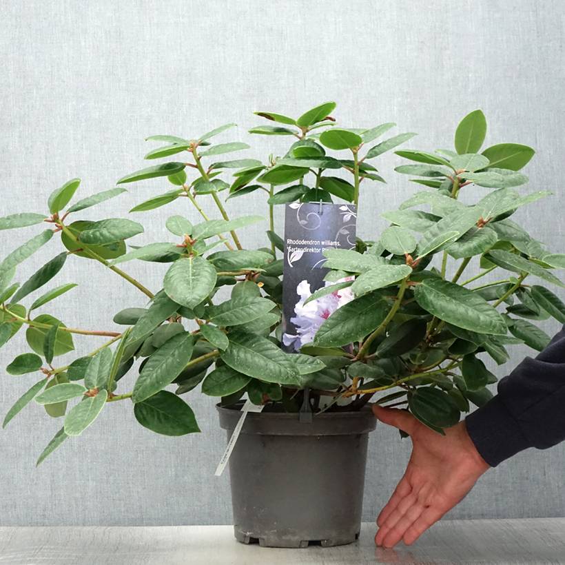 Rhododendron williamsianum Gartendirektor Rieger Pot de 4L/5L - Image 2