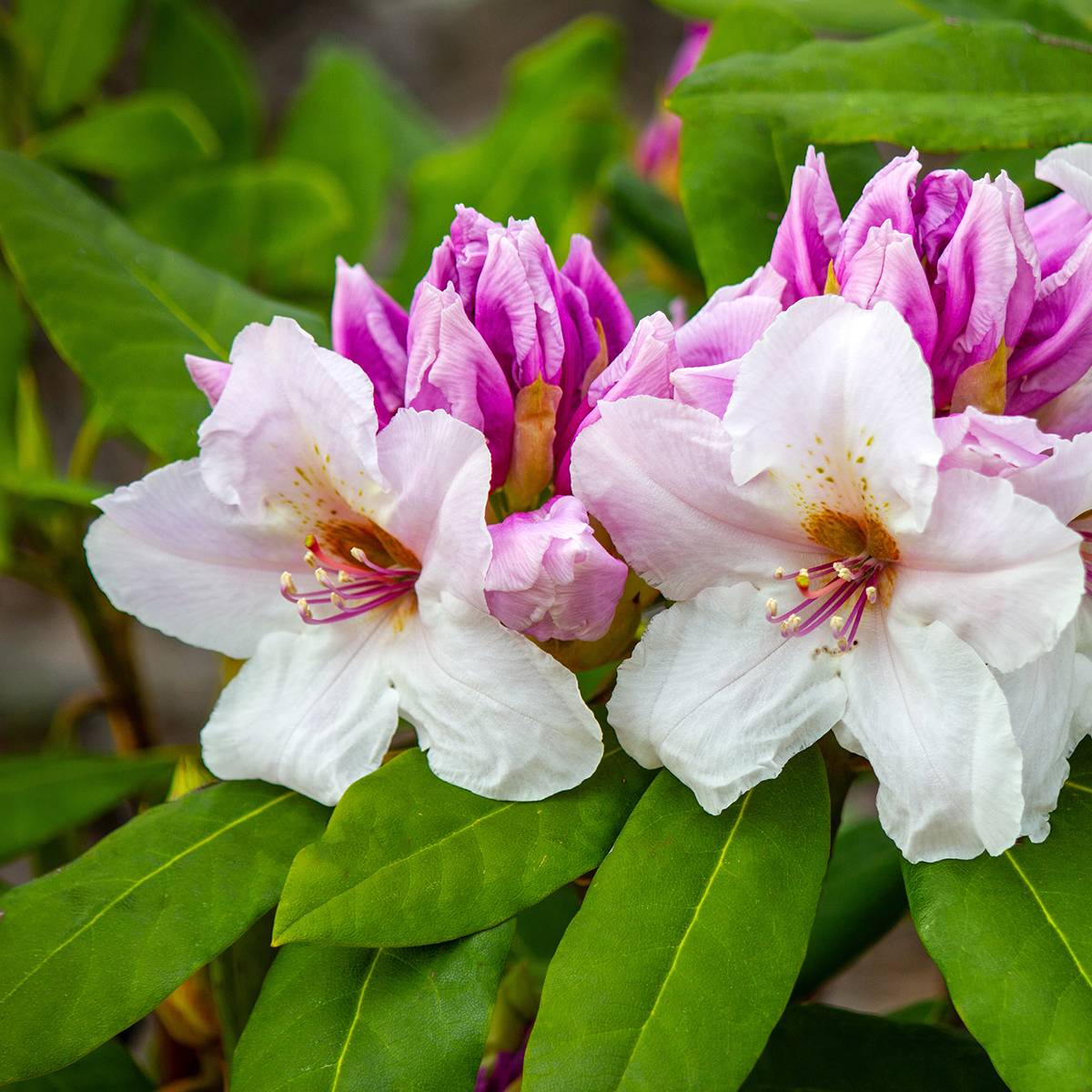 Rhododendron williamsianum Gartendirektor Rieger Pot de 4L/5L - Image 1