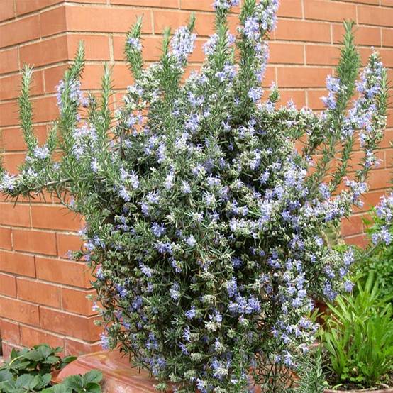 Romarin rampant - Rosmarinus officinalis Prostratus Godet de 7/8 cm
