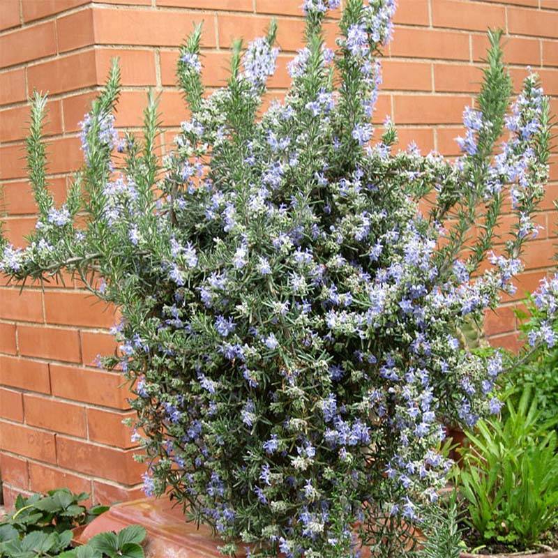 Romarin rampant - Rosmarinus officinalis Prostratus Godet de 7/8 cm